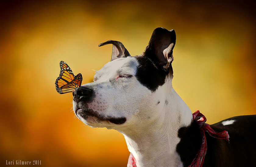 Позитивные фотографии животных с бабочками