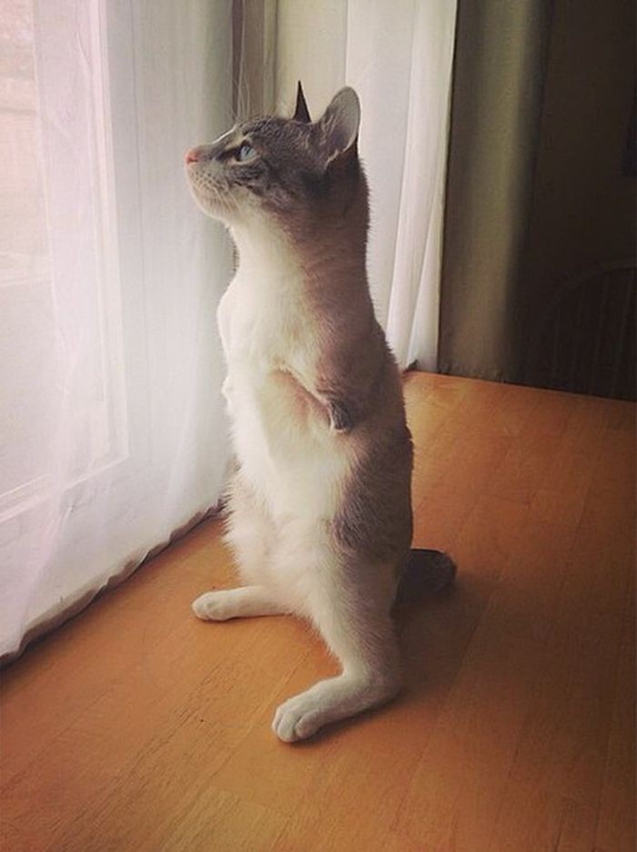Необычная кошка - звезда Instagram