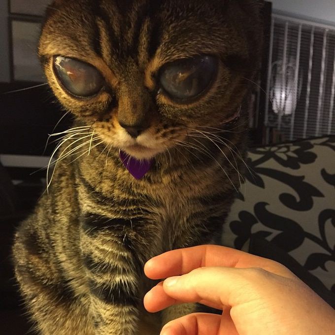 Британская кошка-инопланетянка