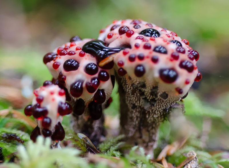 20 фотографий самых красивых грибов в мире