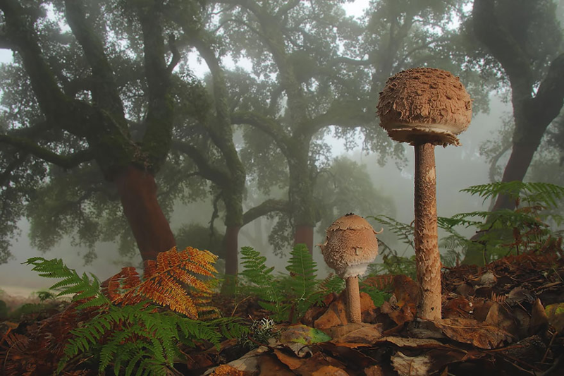 20 фотографий самых красивых грибов в мире