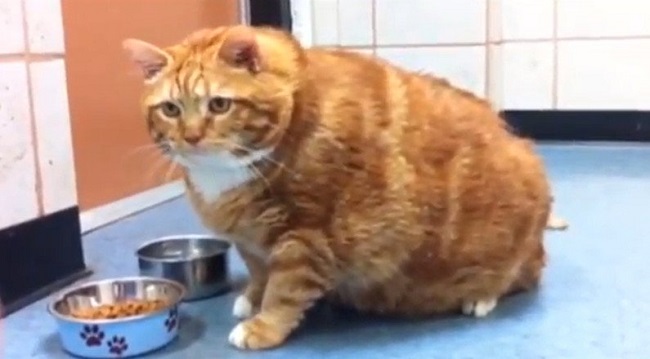 Этот толстый кот по кличке Тощий страдал от ожирения... Но за 3 года похудел на целых 10 кг!