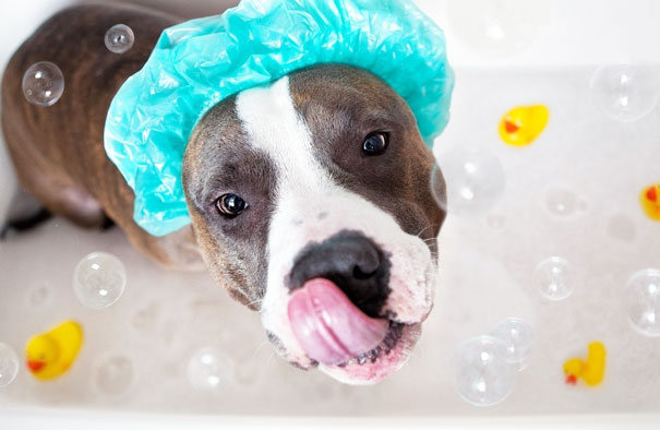 25 купающихся животных, которые гарантировано вызовут на твоем лице улыбку. Ах, какое блаженство!