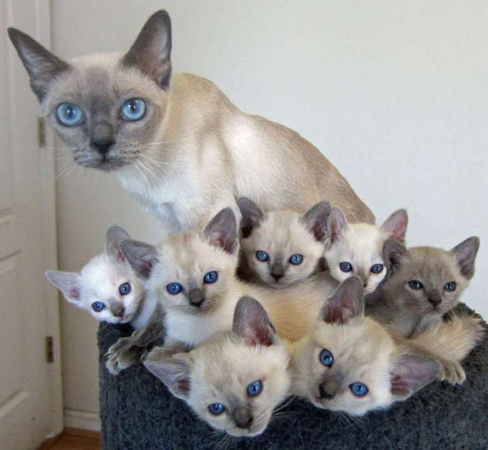 50 кошек и их маленькие копии