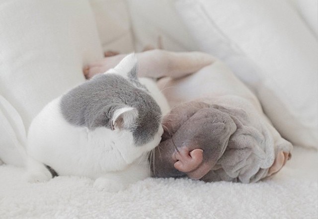 Потрясающе фотогеничный шарпей и его друг котик