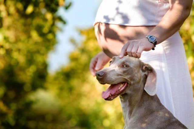 15 невероятно трогательных снимков: собаки ждут пополнения в семье