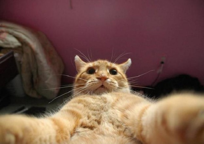 23 снимка, которые доказывают, что крутости котов нет предела.