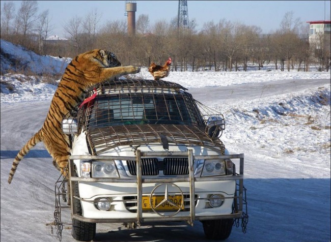 Когда фотограф - молодец. 17 четких кадров, сделанных в самый нужный момент.