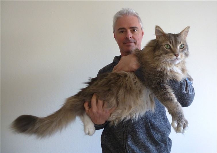 20 гигантских котов, которые явно давным-давно перестали быть котятами