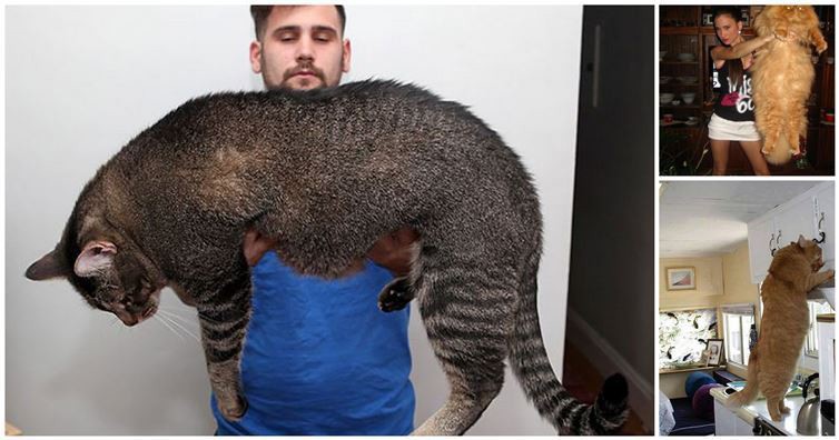 20 гигантских котов, которые явно давным-давно перестали быть котятами
