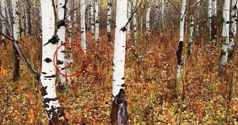 То, что ученые обнаружили в чернобыльском лесу, шокировало весь мир!