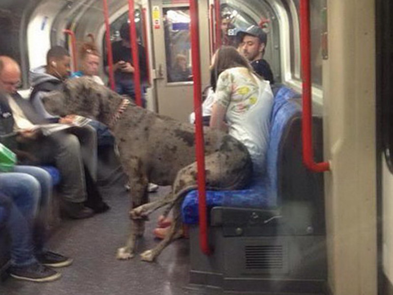 Поездка в метро - это не всегда скучно!