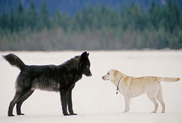 Он смотрел,как дикий волк подошел его собаке. А потом случилось невероятное