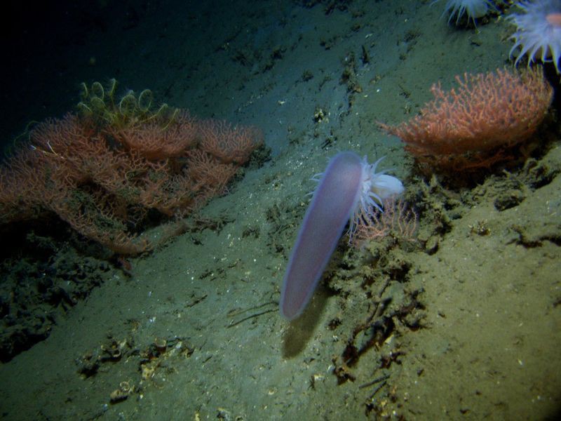 Пиросомы – странные обитатели подводного мира