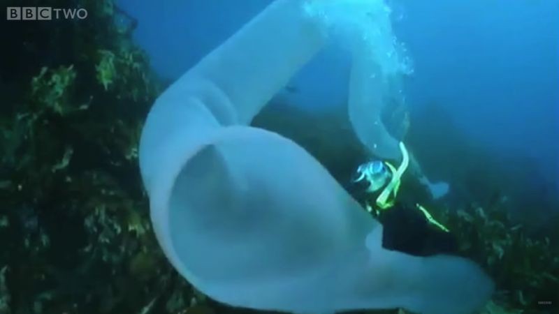 Пиросомы – странные обитатели подводного мира
