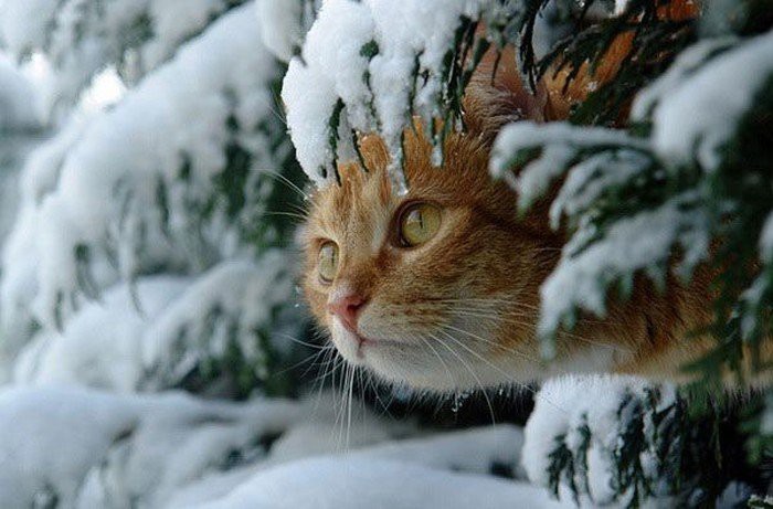 Зима и отважные русские