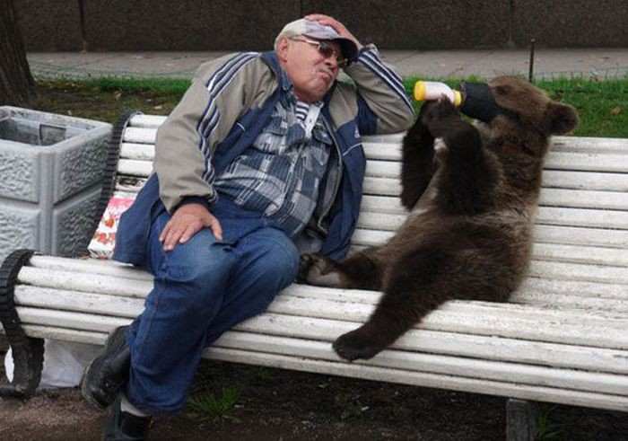 Такое возможно только в России.. Дикие звери на улицах города