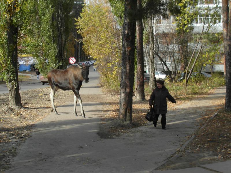 Такое возможно только в России.. Дикие звери на улицах города