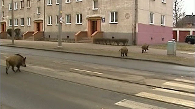 Такое возможно только в России.. Дикие звери на улицах города