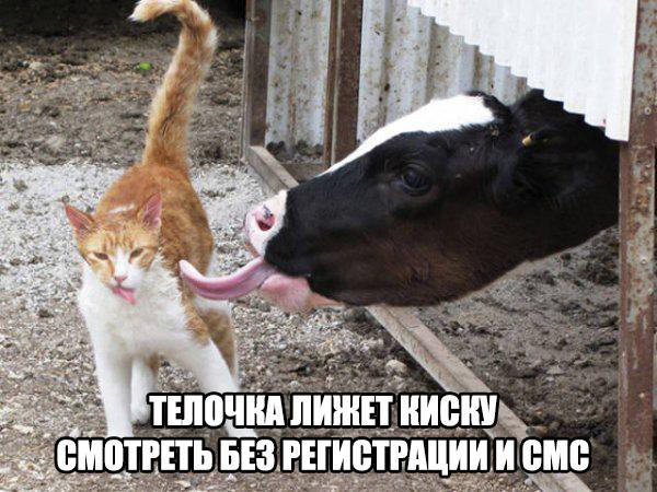 Забавные картинки с надписями, которые поднимут вам настроение!