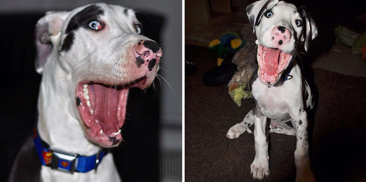 "Джим Керри" собачьево мира - самый эмоциональный пес!