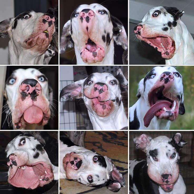 "Джим Керри" собачьево мира - самый эмоциональный пес!