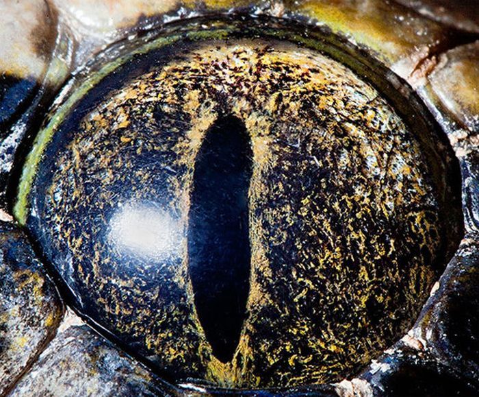 Потрясающие глаза животных и рыб