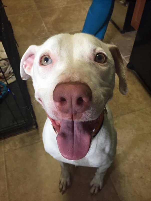 Эта прекрасная собака не может перестать улыбаться после того, как нашла новый дом
