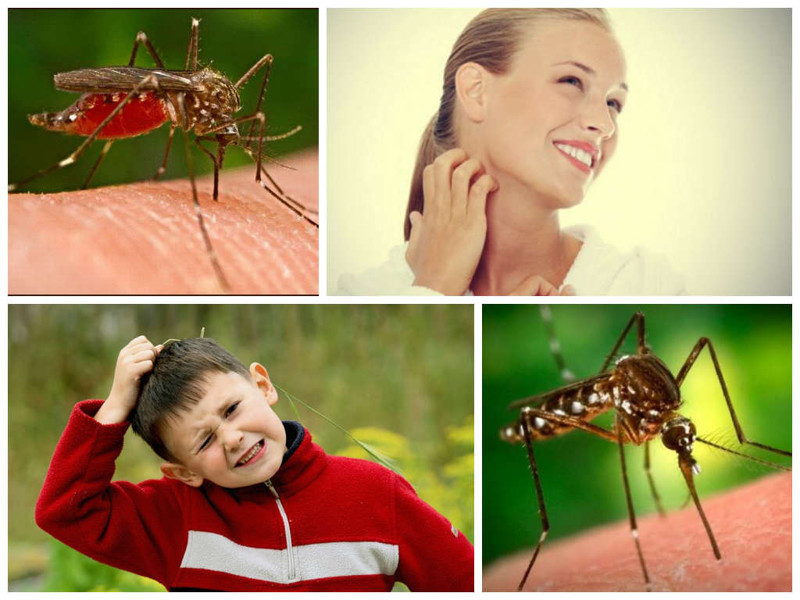 Как вы думаете, почему комары кусают вас больше других?