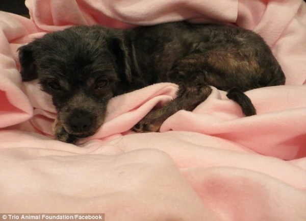 Бездомную собаку постригли впервые за всю ее жизнь, и она изменилась до неузнаваемости