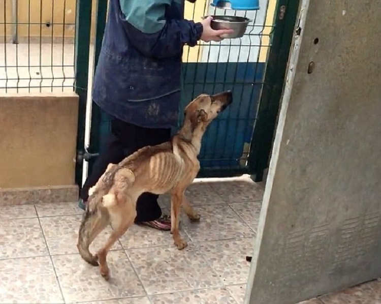 Эту собаку изнуряли голодом. Но сейчас ее просто не узнать!