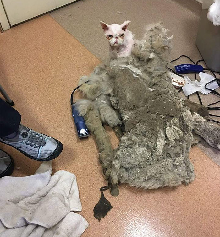 Невероятное преображение кота, который чуть не умер под тяжестью собственной шерсти