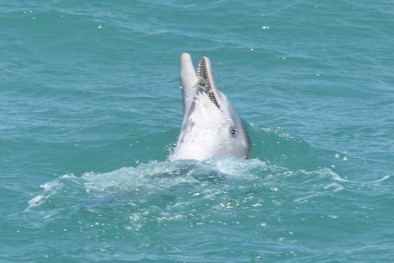 Криста Никлсон утверждает, что дельфины любят "обдолбаться"