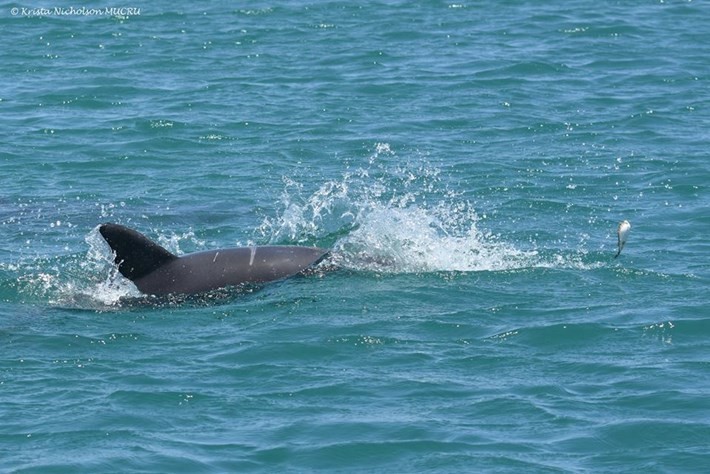 Криста Никлсон утверждает, что дельфины любят "обдолбаться"