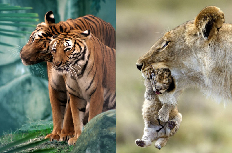 26 чудесных семейных фотографий из мира животных