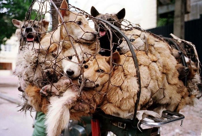Китайцам наконец-то запретили есть собак