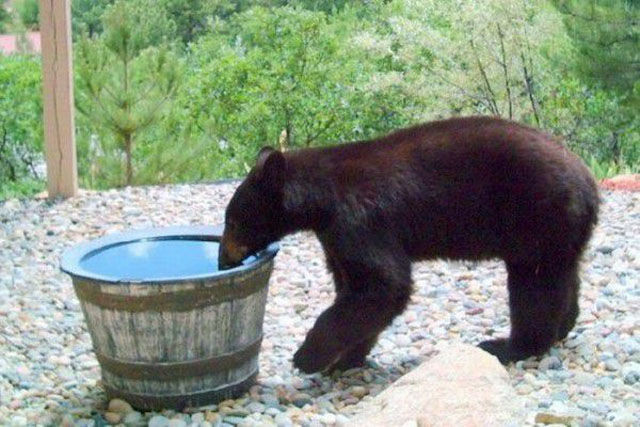 И только видеонаблюдение прояснило, куда же пропадает вода из этой бочки