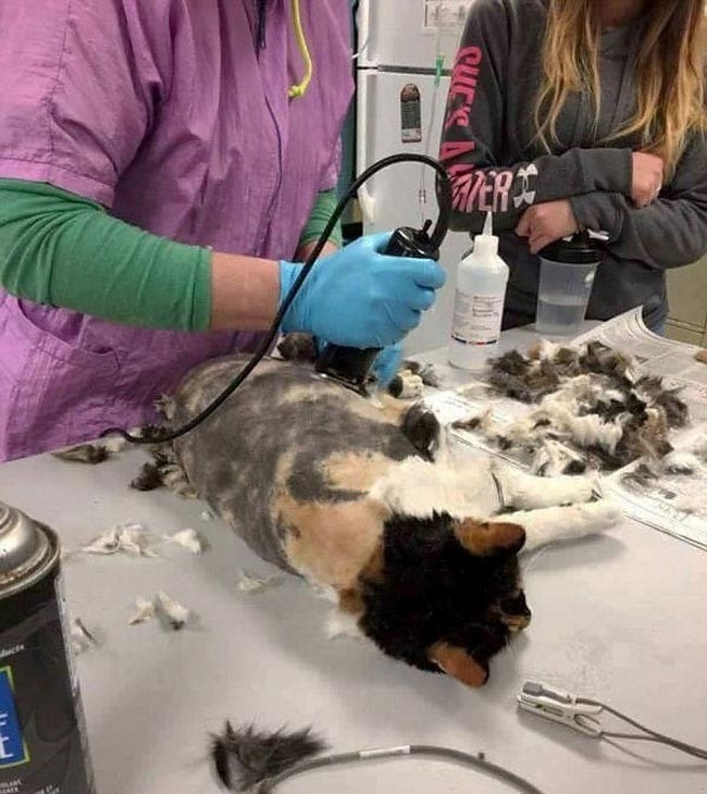 Брошенная кошка, на спине которой образовались дреды, наконец-то была спасена