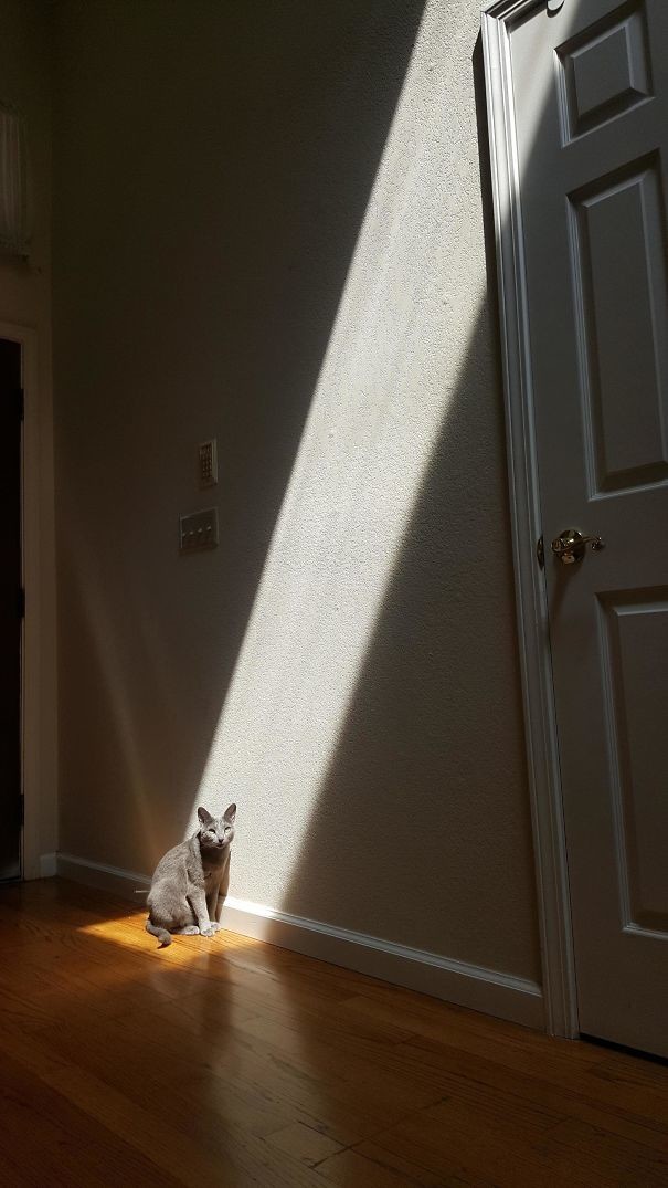 50 котиков, которые больше всего на свете любят погреться на солнце