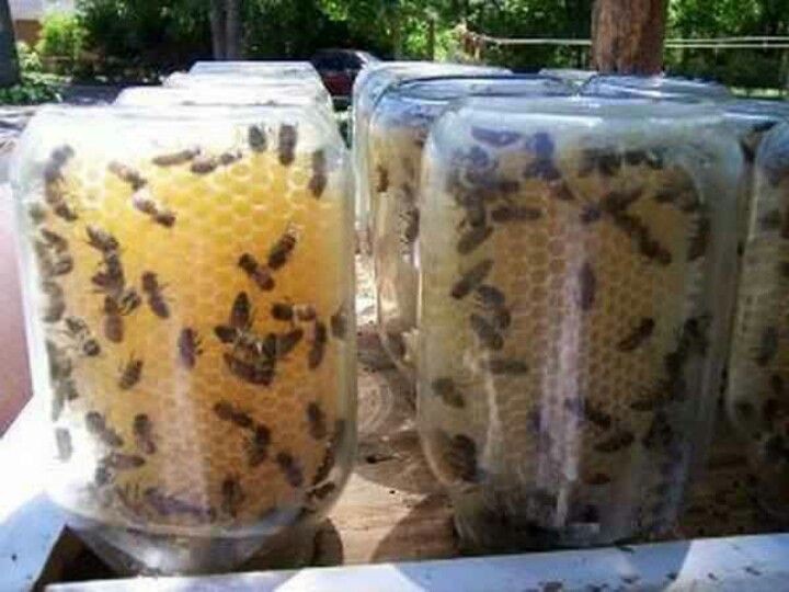 Мёд сразу в банках? Гениальное решение для тех, кто решил заняться пчёлами
