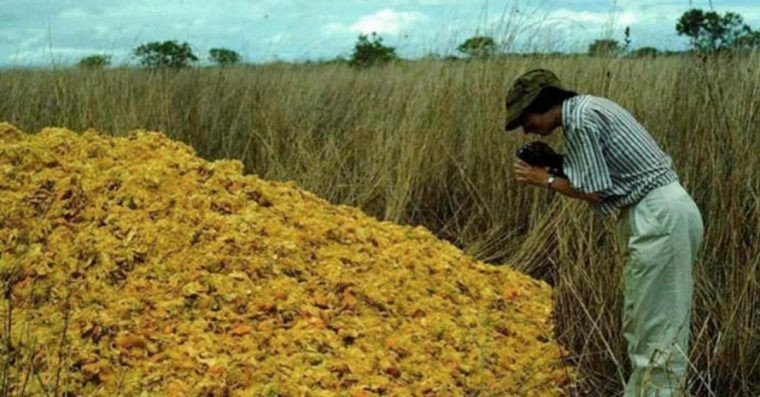 Производители газировки выбрасывали корки апельсина. Вот как выглядит 16 лет спустя то самое место!