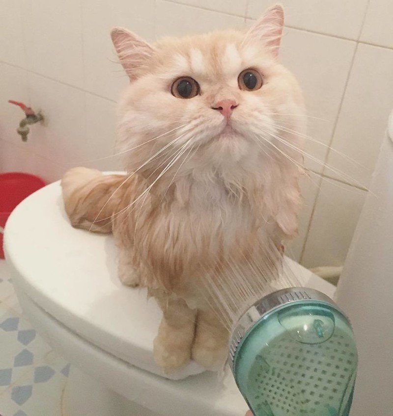Этот кот просто обожает принимать душ
