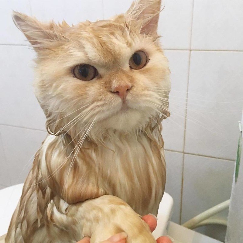 Этот кот просто обожает принимать душ