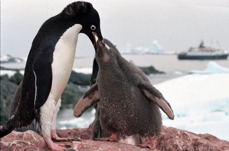 Пингвинята в Антарктике погибли от голода