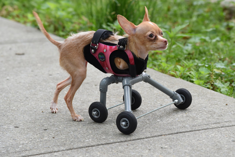 Для собаки изготовили специальный протез и теперь она снова может ходить