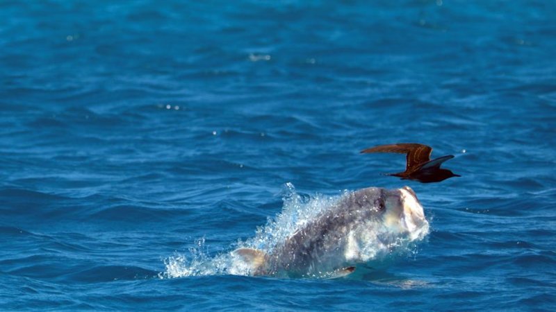 На Сейшелах рыба поймала птицу