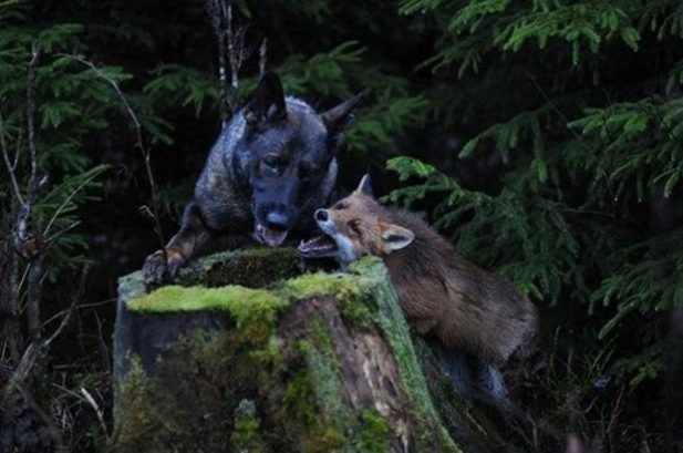Пес стал часто бегать в лес, чтобы встречаться с другом