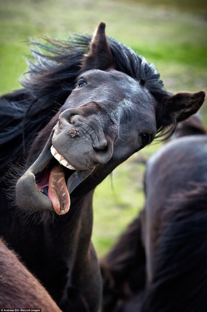 Названы победители конкурса Comedy Wildlife Photography Awards