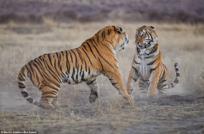 Впечатляющие фото драки двух тигриц за территорию
