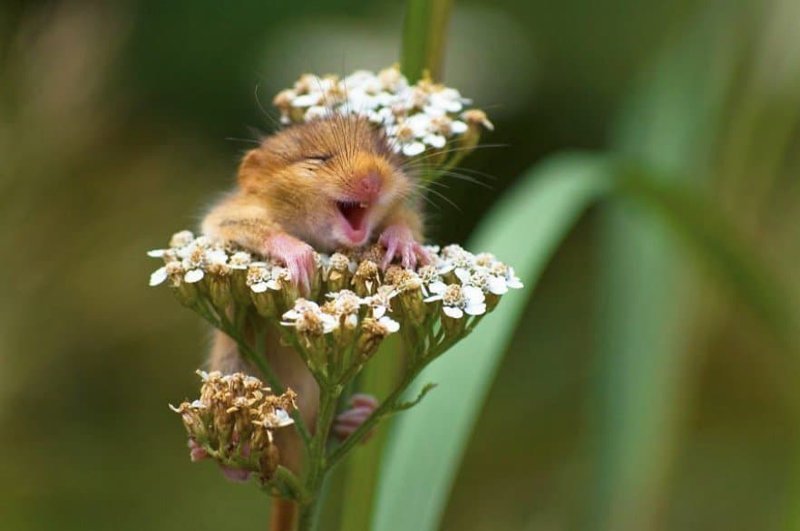 Падающая сова очаровала жюри конкурса Comedy Wildlife Photography Awards